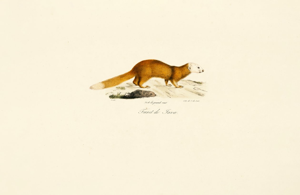 Javan Ferret Badger by Jacques Christophe Werner