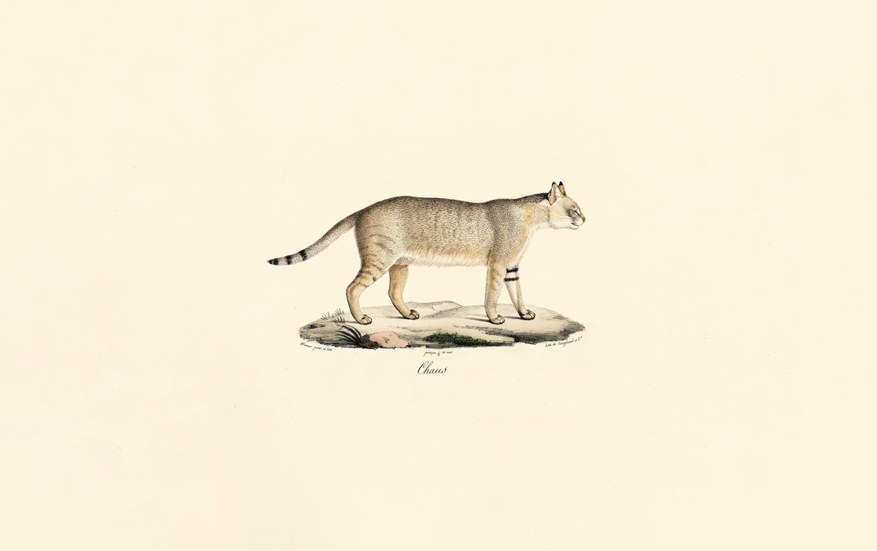 Jungle Cat by Jacques Christophe Werner