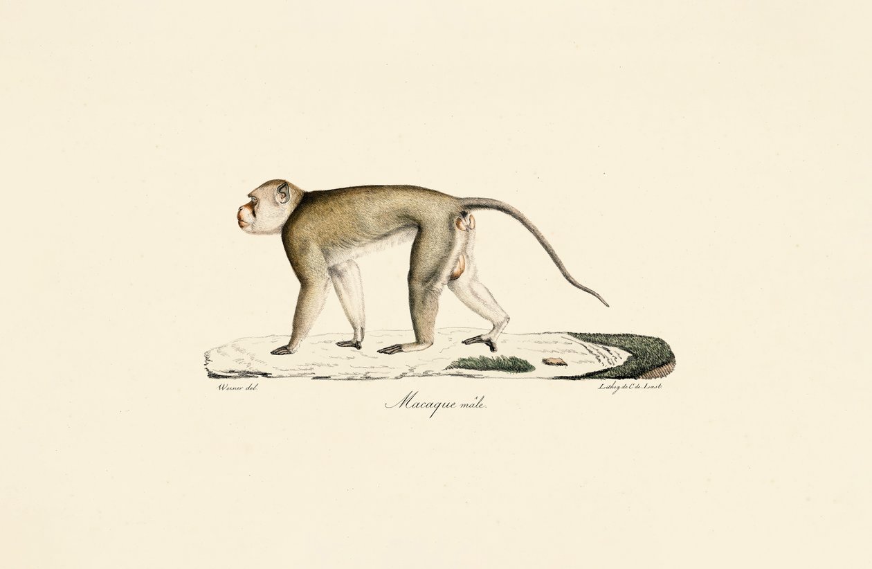 Male Macaque by Jacques Christophe Werner