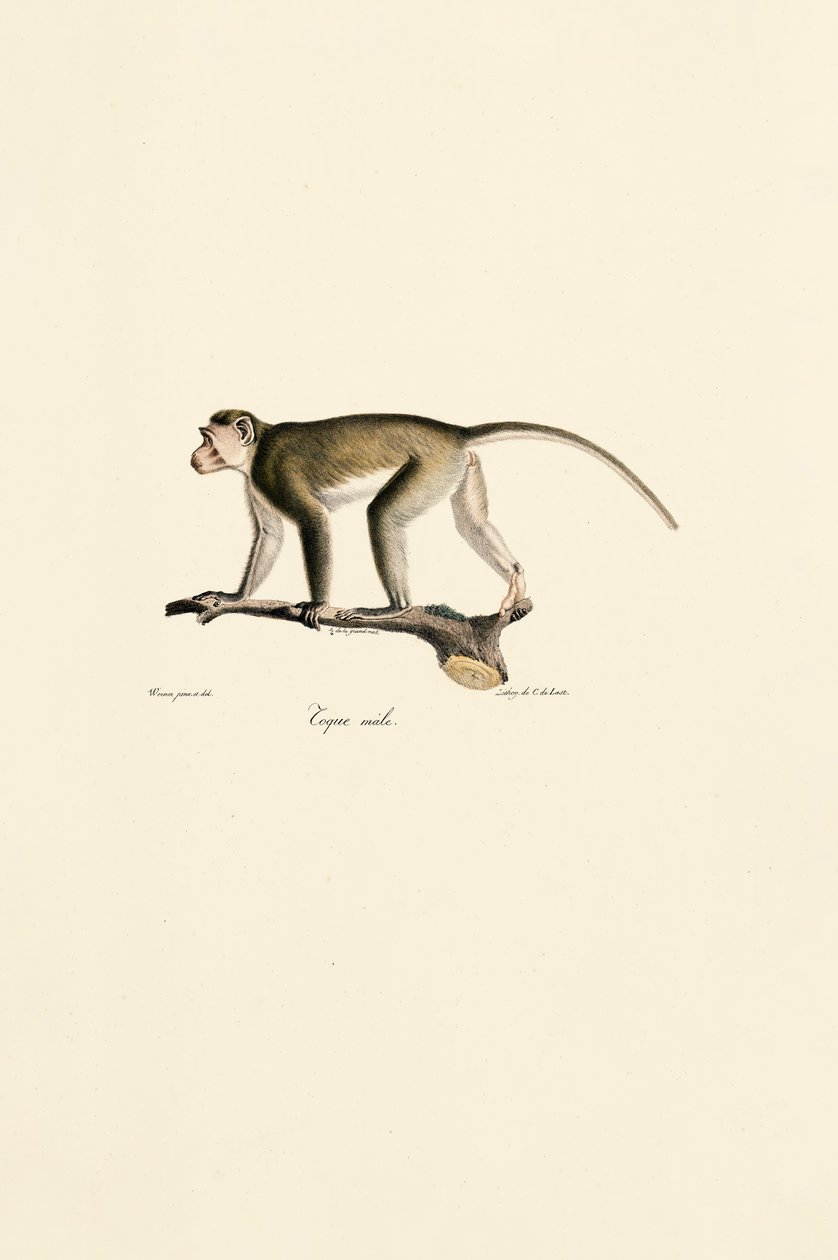 Male Squirrel Monkey by Jacques Christophe Werner