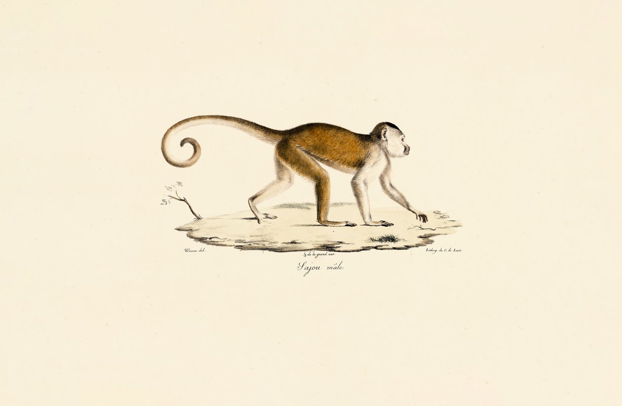 Male Tufted Capuchin by Jacques Christophe Werner