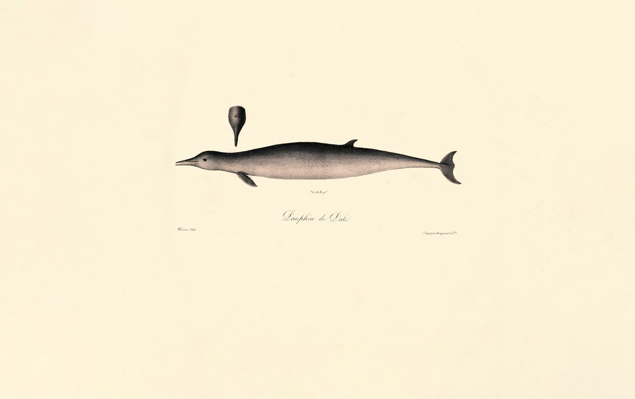 Northern Bottlenose Whale by Jacques Christophe Werner