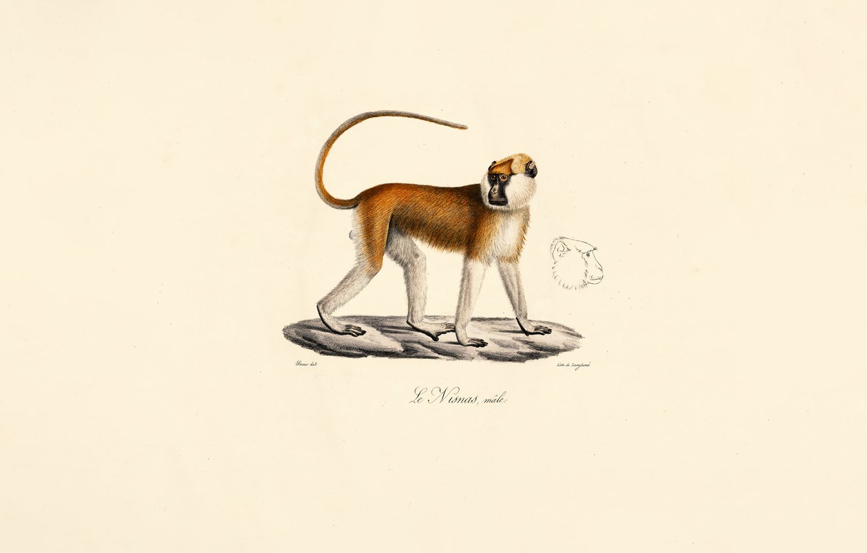 Male Patas Monkey by Jacques Christophe Werner