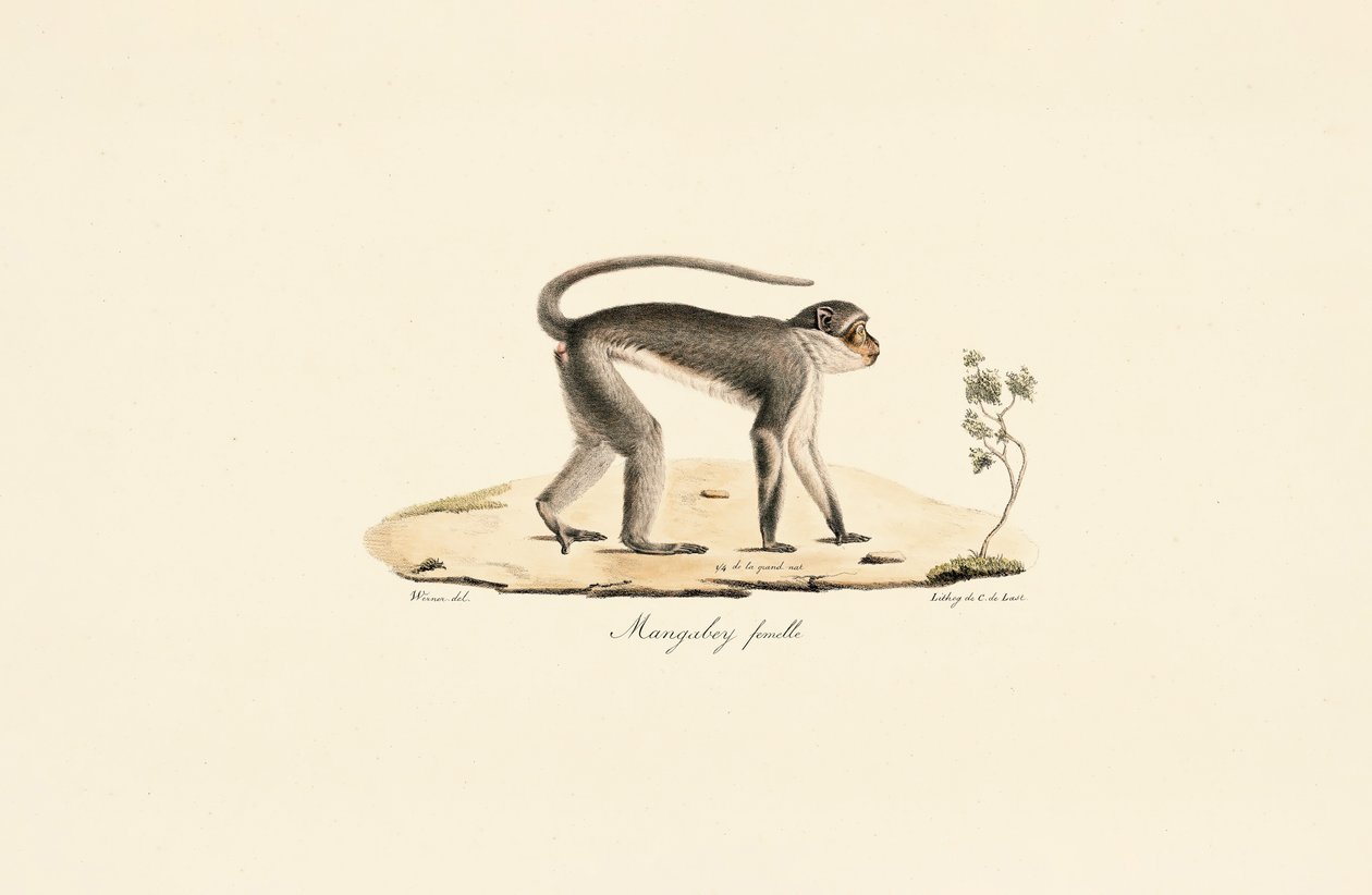 Patas Monkey (Female) by Jacques Christophe Werner