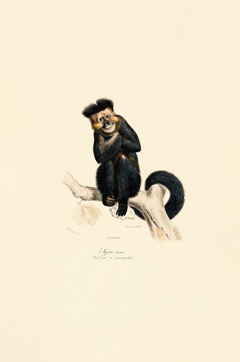 Pileated Gibbon by Jacques Christophe Werner