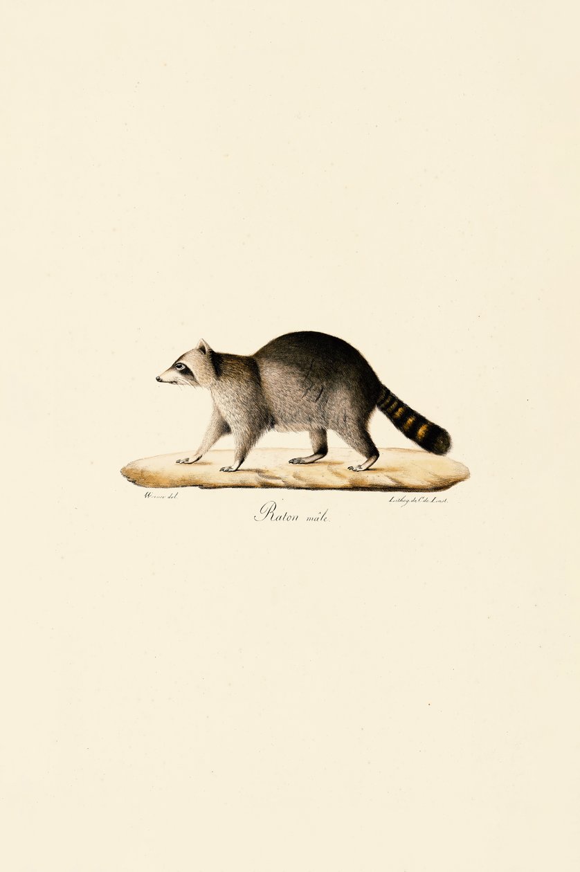 Raccoon (Male) by Jacques Christophe Werner