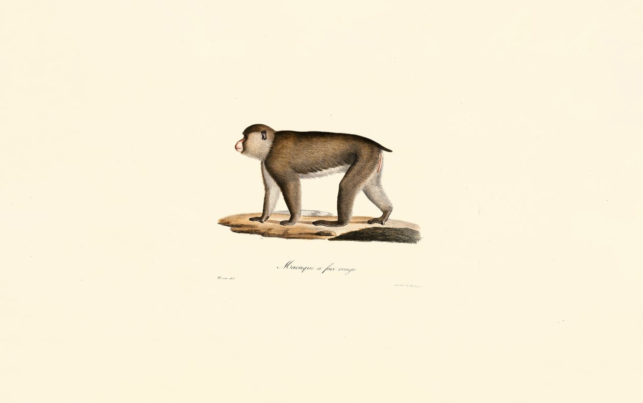 Red-faced Macaque by Jacques Christophe Werner