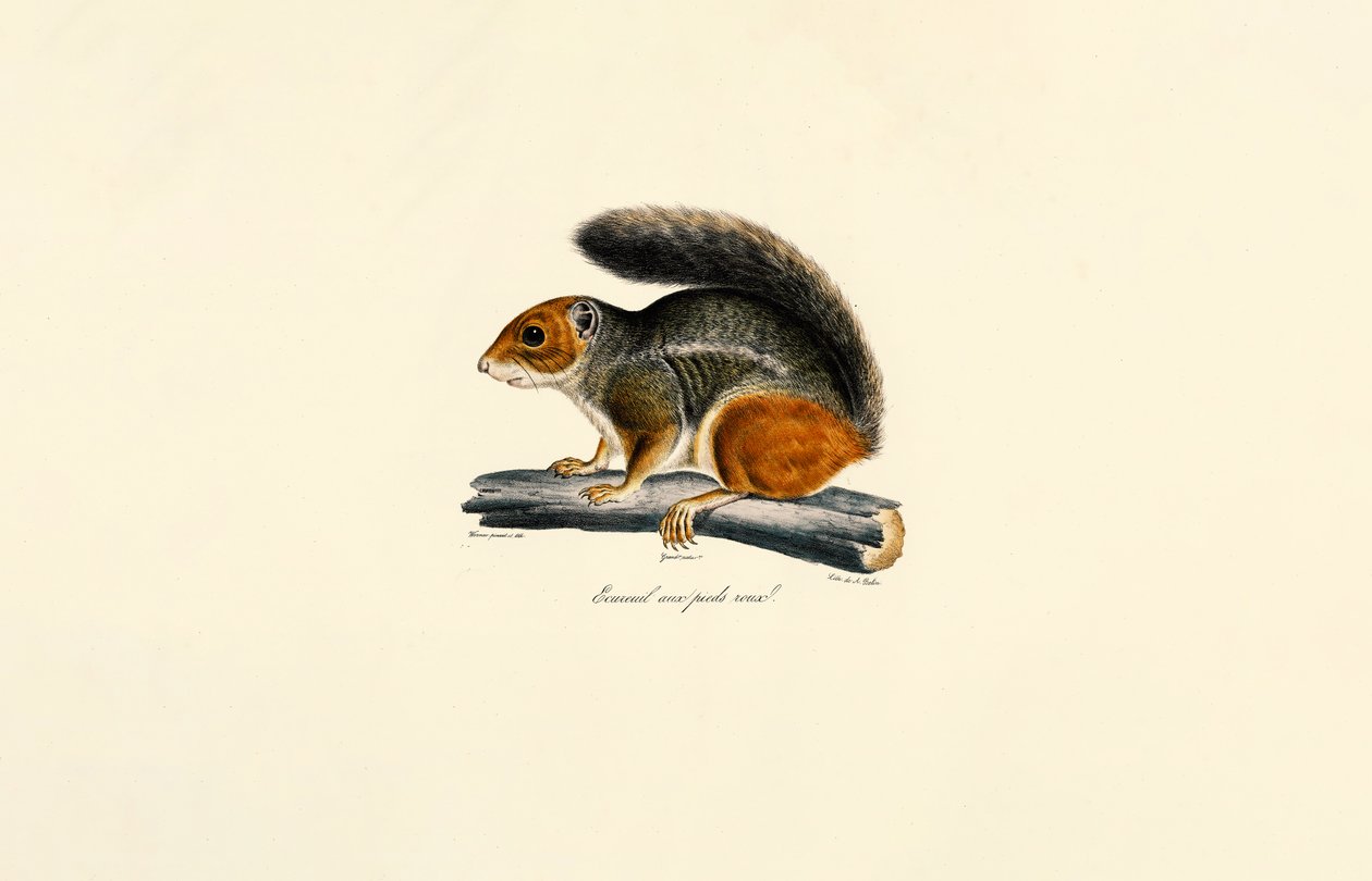 Red-tailed Chipmunk by Jacques Christophe Werner