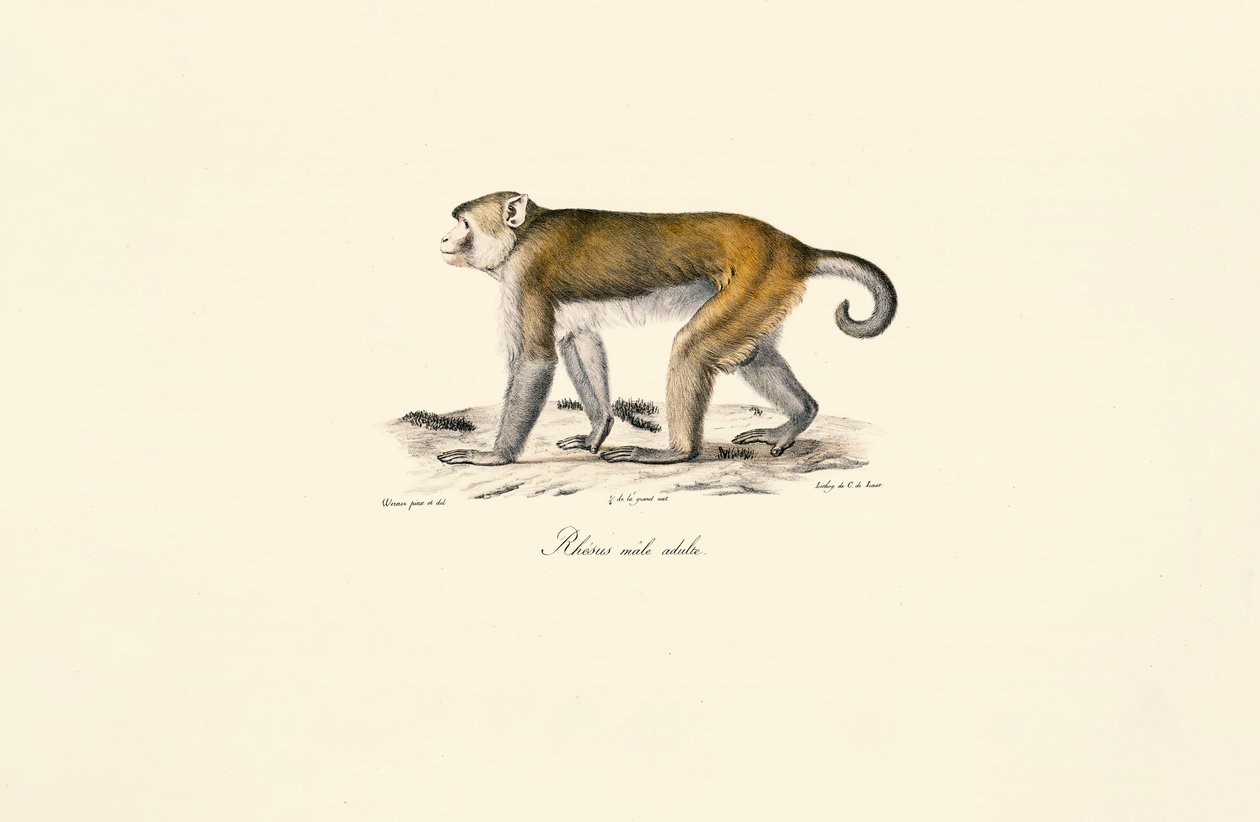 Rhesus Macaque by Jacques Christophe Werner