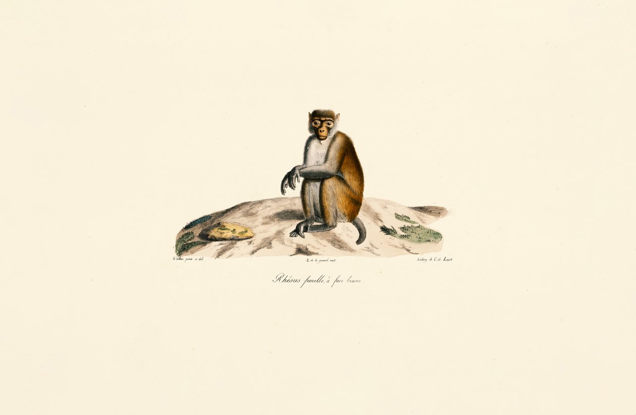 Rhesus Macaque by Jacques Christophe Werner