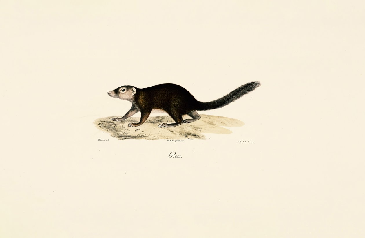 Ring-tailed Vontsira by Jacques Christophe Werner
