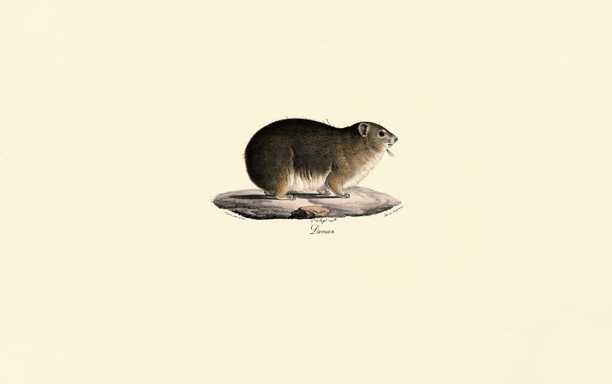 Rock Hyrax by Jacques Christophe Werner