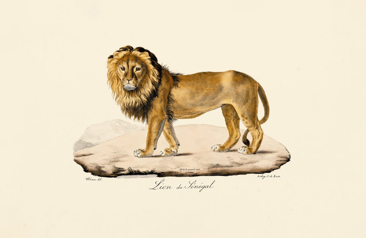 Senegal Lion by Jacques Christophe Werner