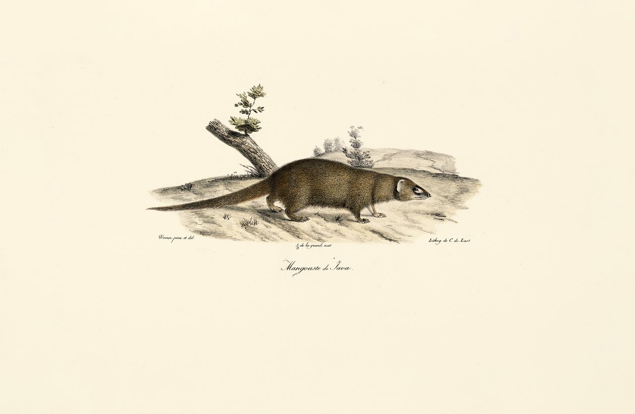 Small Asian Mongoose by Jacques Christophe Werner