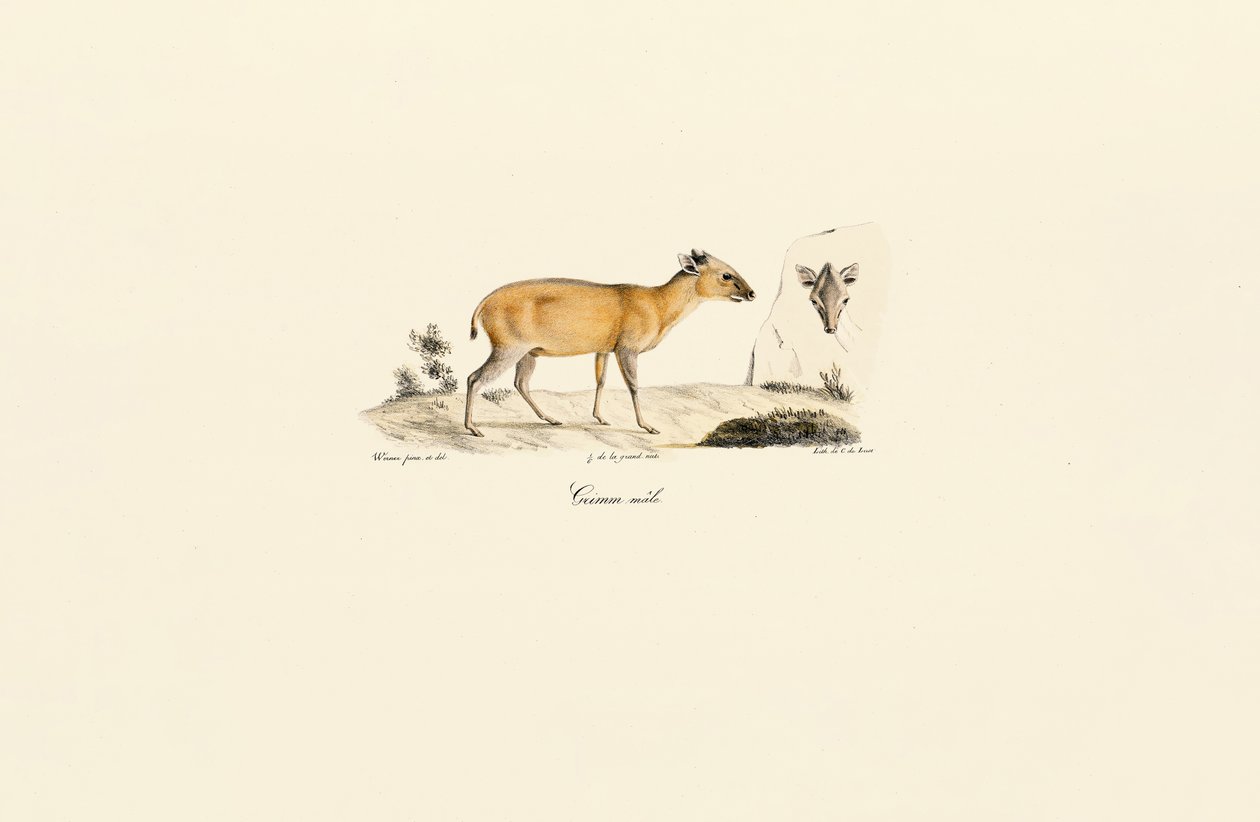South American Deer Species by Jacques Christophe Werner