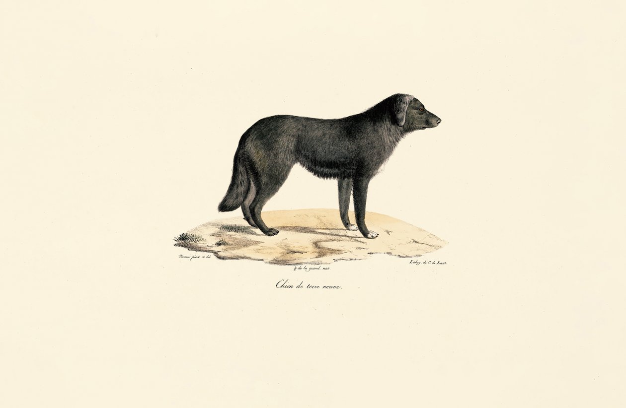 South American Skunk by Jacques Christophe Werner