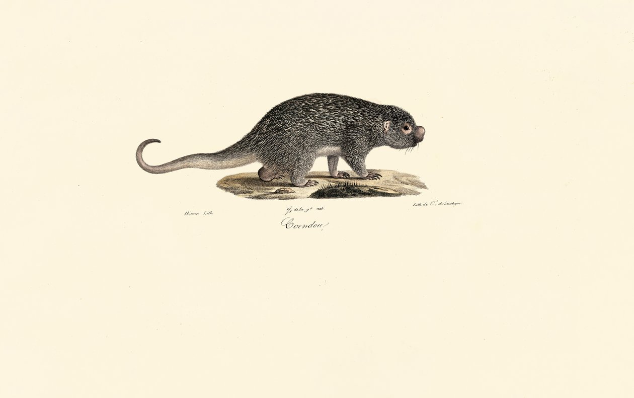 Spiny Rat by Jacques Christophe Werner: Buy fine art print