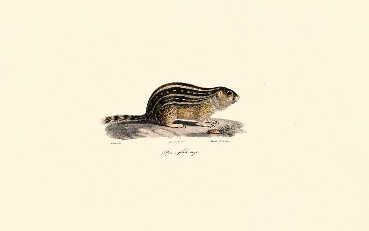 Thirteen-lined Ground Squirrel by Jacques Christophe Werner