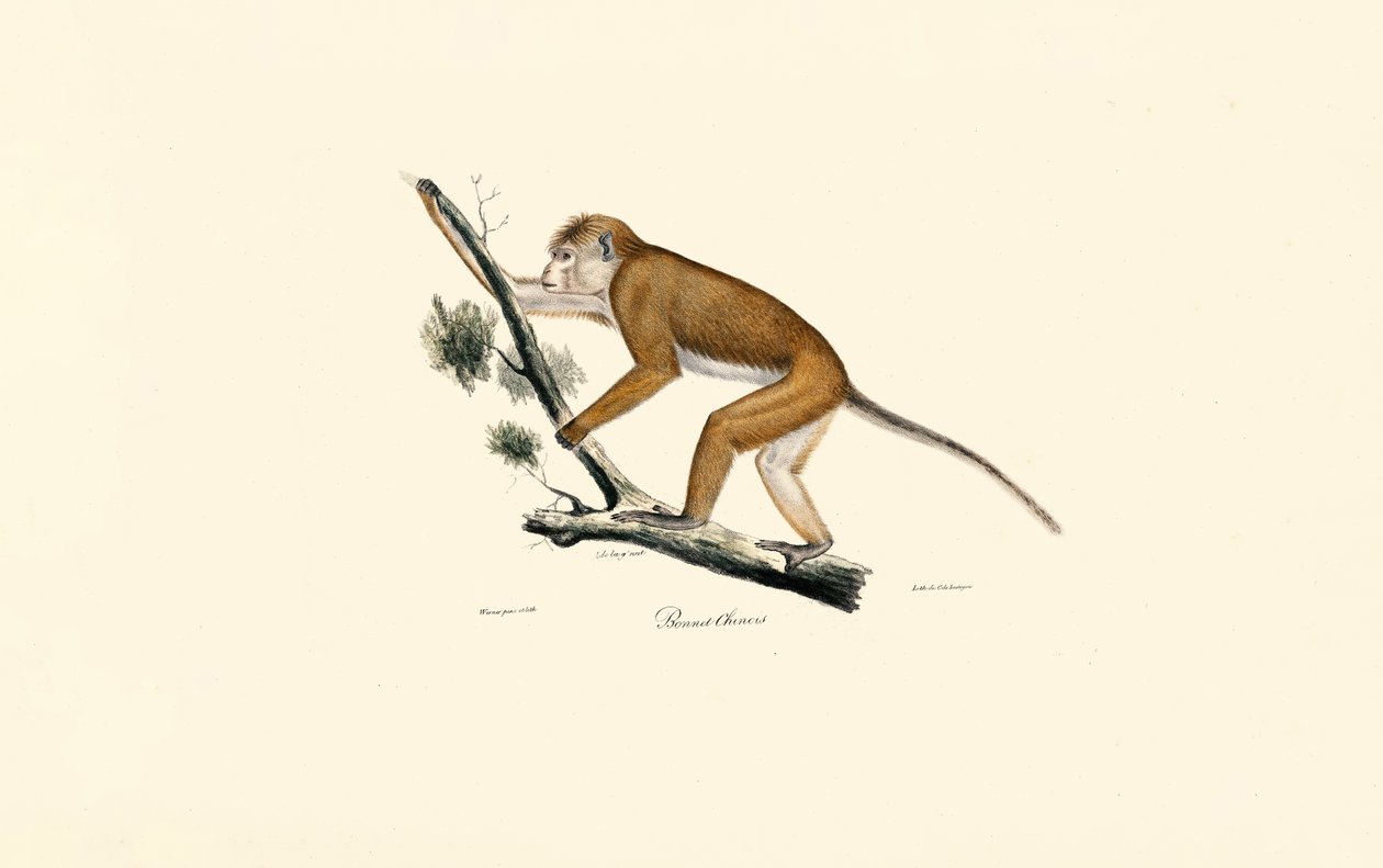Tibetan Macaque by Jacques Christophe Werner