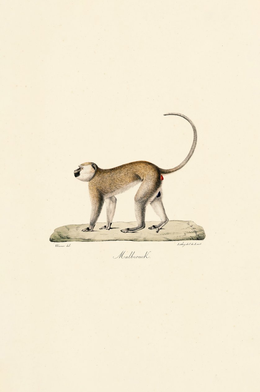 Vervet Monkey by Jacques Christophe Werner