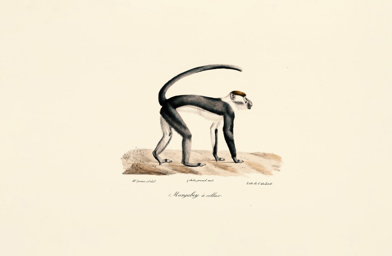 White-collared Mangabey by Jacques Christophe Werner