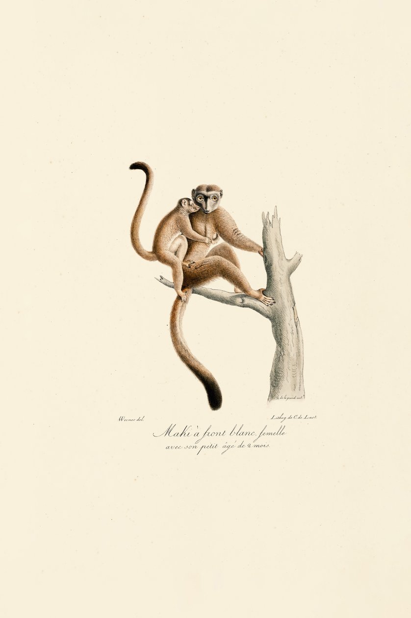 White-crowned Mangabey with Young by Jacques Christophe Werner