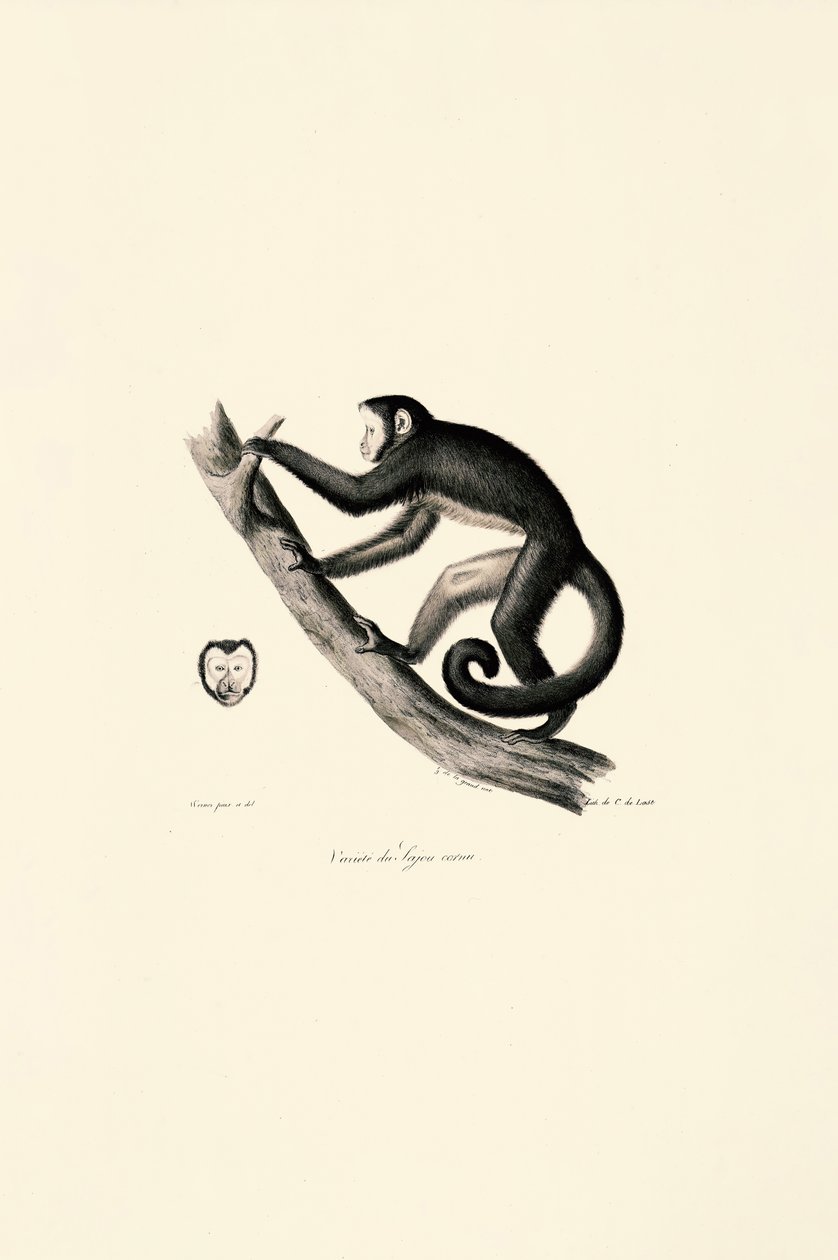 White-fronted Spider Monkey by Jacques Christophe Werner