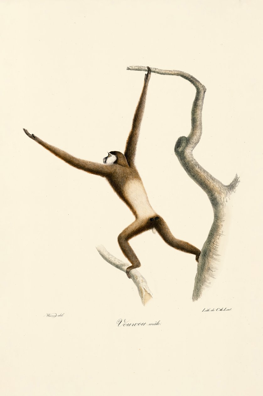 White-handed Gibbon by Jacques Christophe Werner