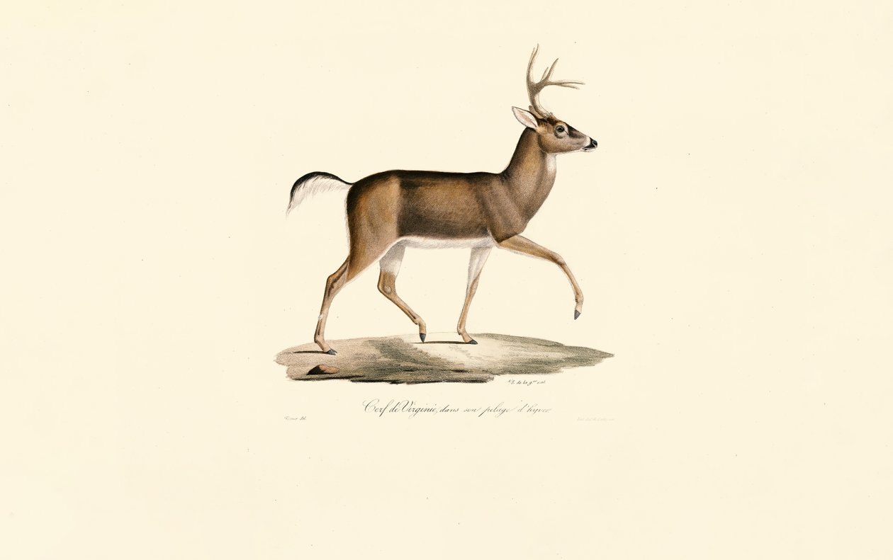 White-tailed Deer in Winter Coat by Jacques Christophe Werner
