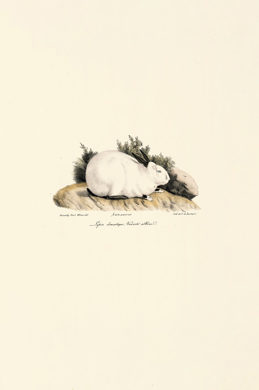 White Rabbit by Jacques Christophe Werner