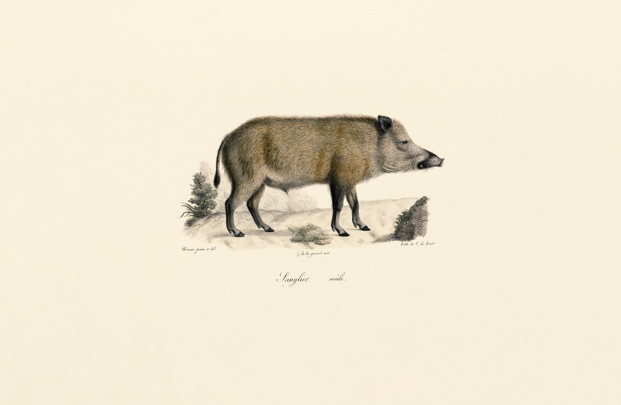 Wild Boar by Jacques Christophe Werner