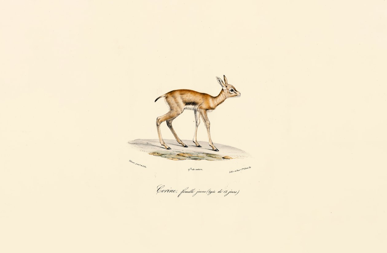 Young Female Blackbuck by Jacques Christophe Werner