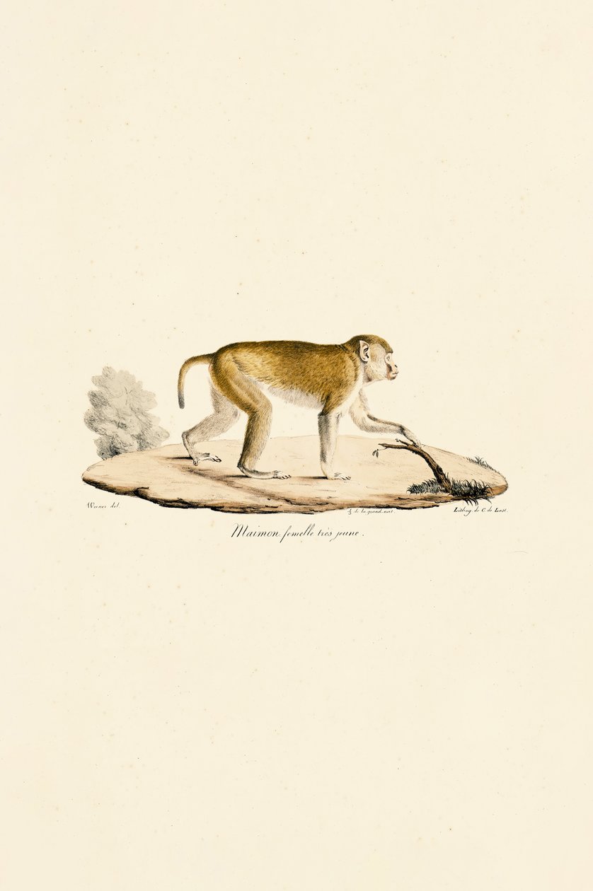 Young Female Night Monkey by Jacques Christophe Werner
