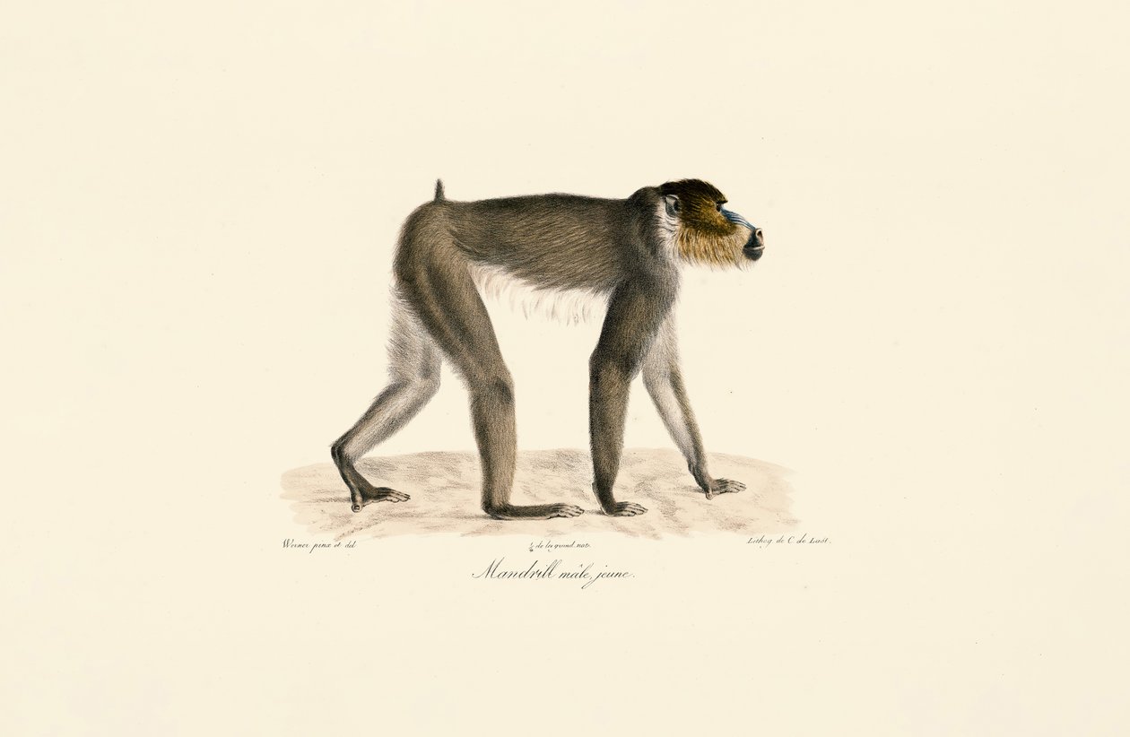 Young Male Mandrill by Jacques Christophe Werner