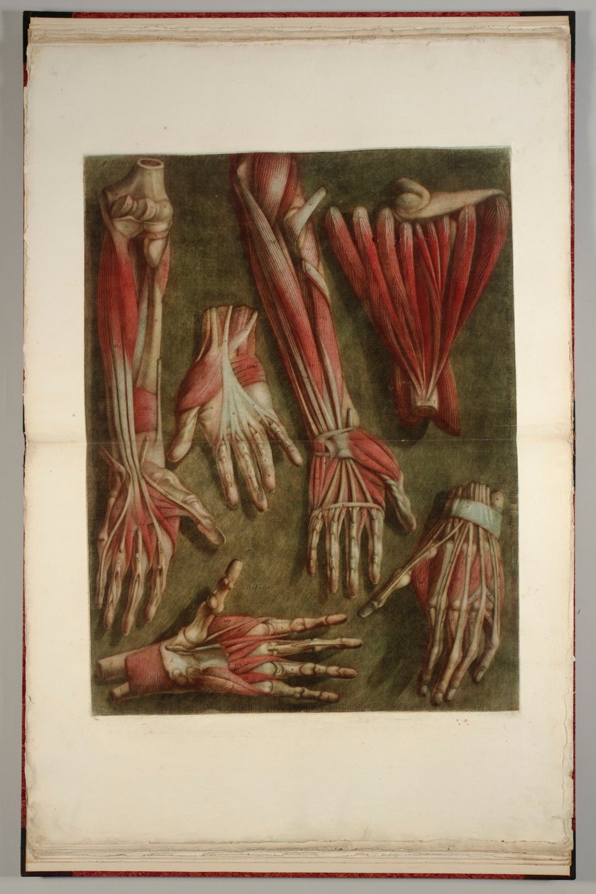 A Group of Dissected Hands by Jacques Fabien Gautier dAgoty