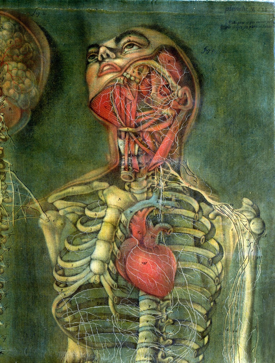Throat and heart, plate from 