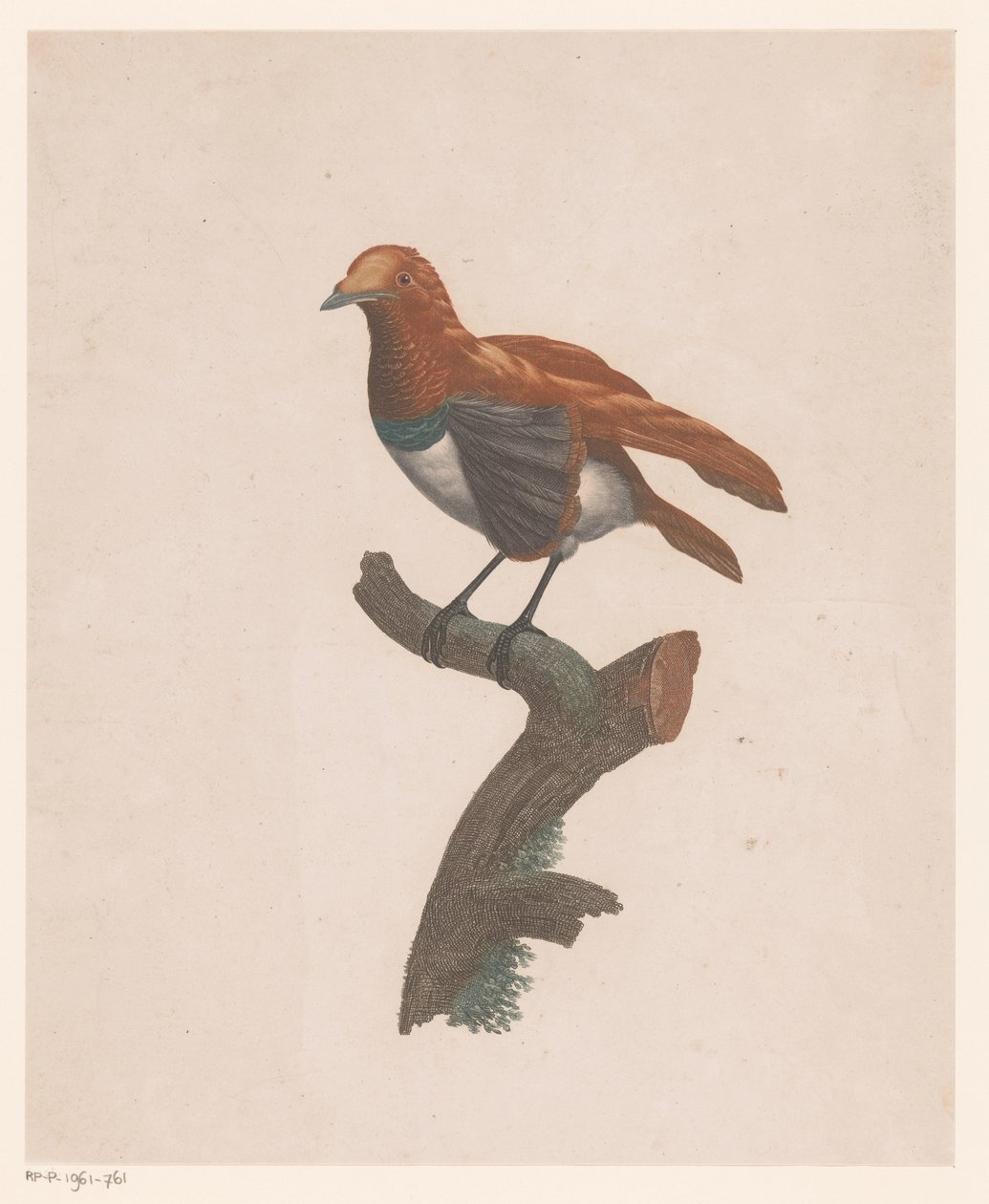 Bird on a Branch by Jacques Louis Perée