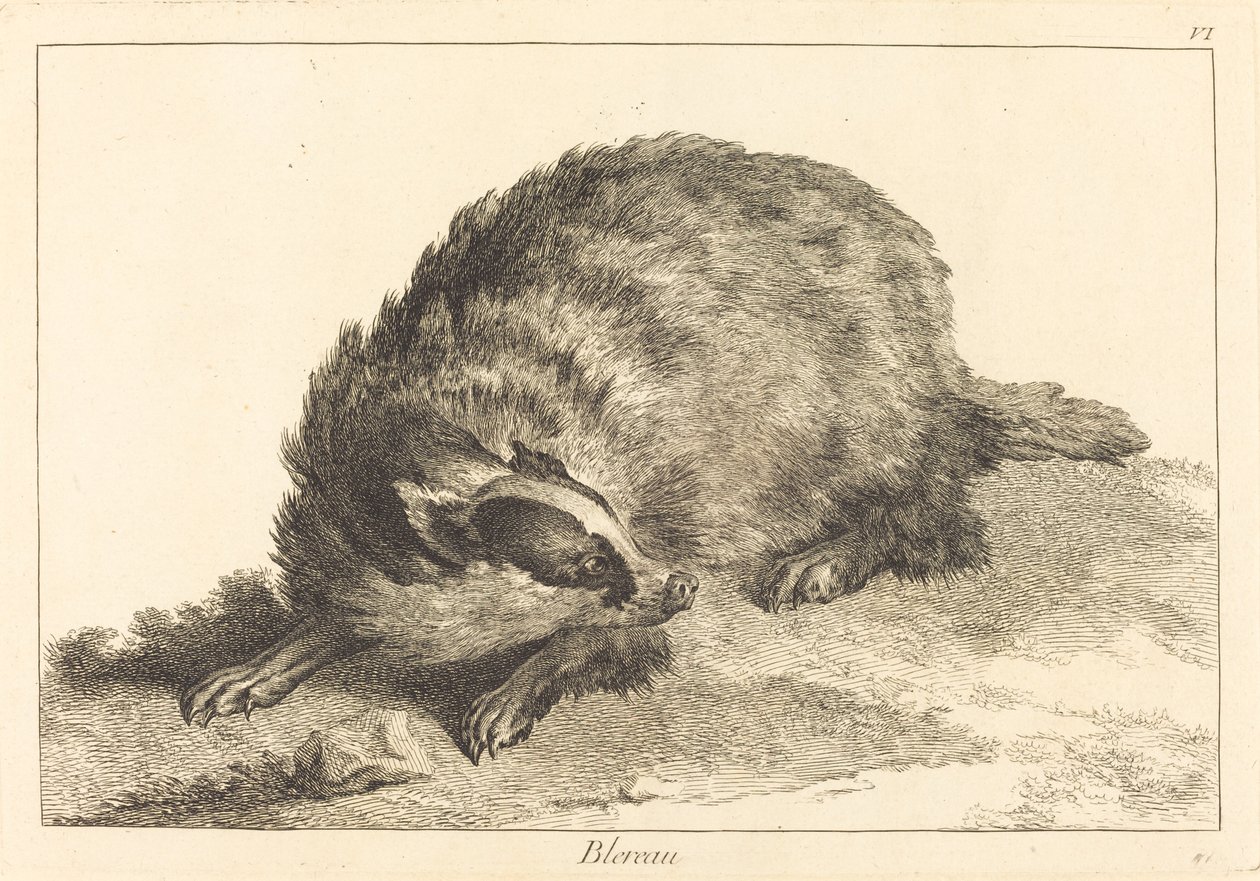 Badger by Jacques Philippe Le Bas and Jean Eric Rehn after Jean Baptiste Oudry
