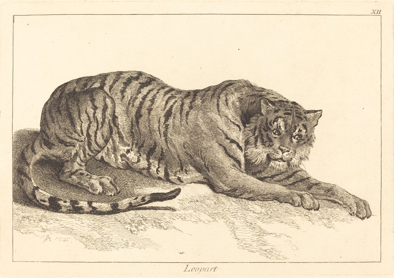 Leopard or Tiger by Jacques Philippe Le Bas and Jean Eric Rehn after Jean Baptiste Oudry