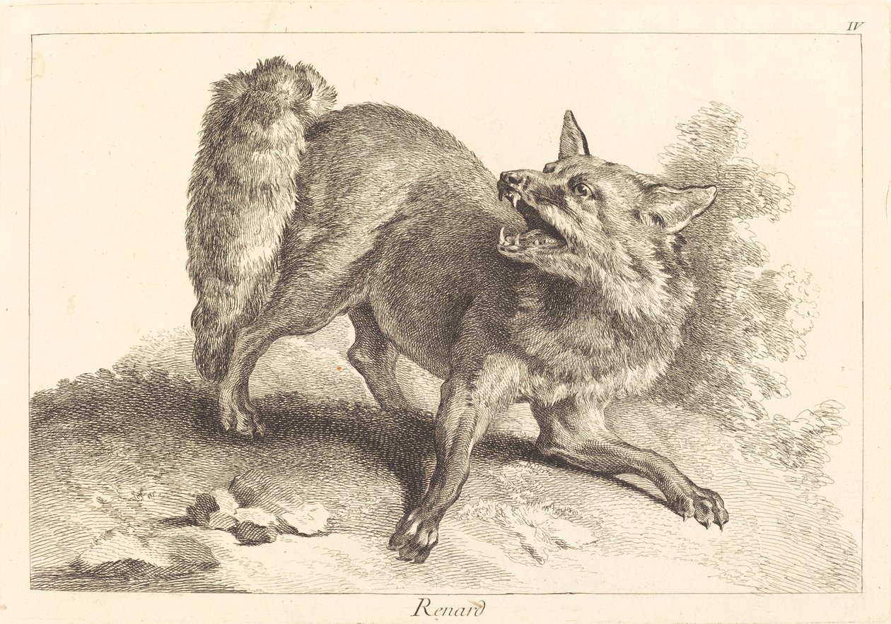 Fox by Jacques Philippe Le Bas and Jean Eric Rehn after Jean Baptiste Oudry