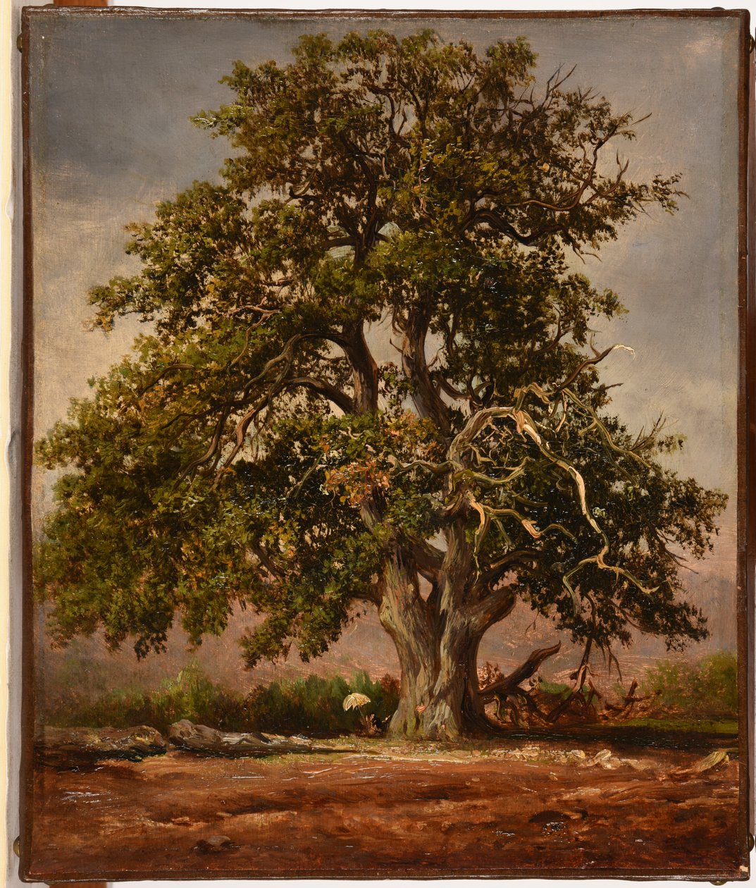 The Old Oak by Jacques Raymond Brascassat