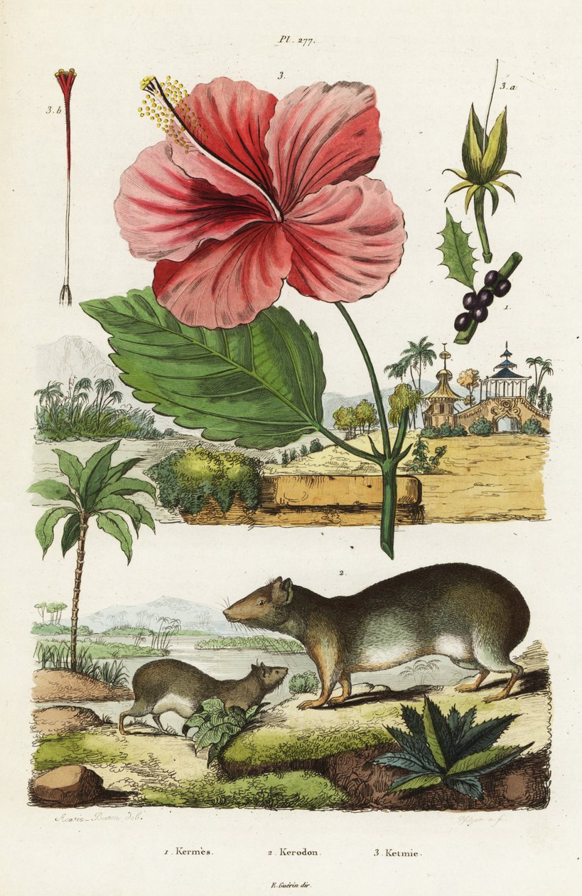 Rock Cavy and Chinese Hibiscus by Jacques Reyne Isidore Acarie Baron