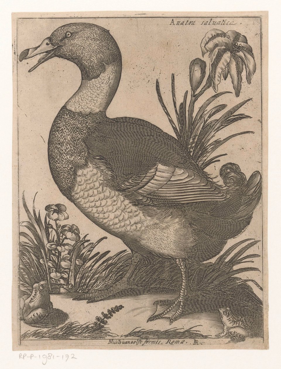 Duck by Jacques de Fornazeris