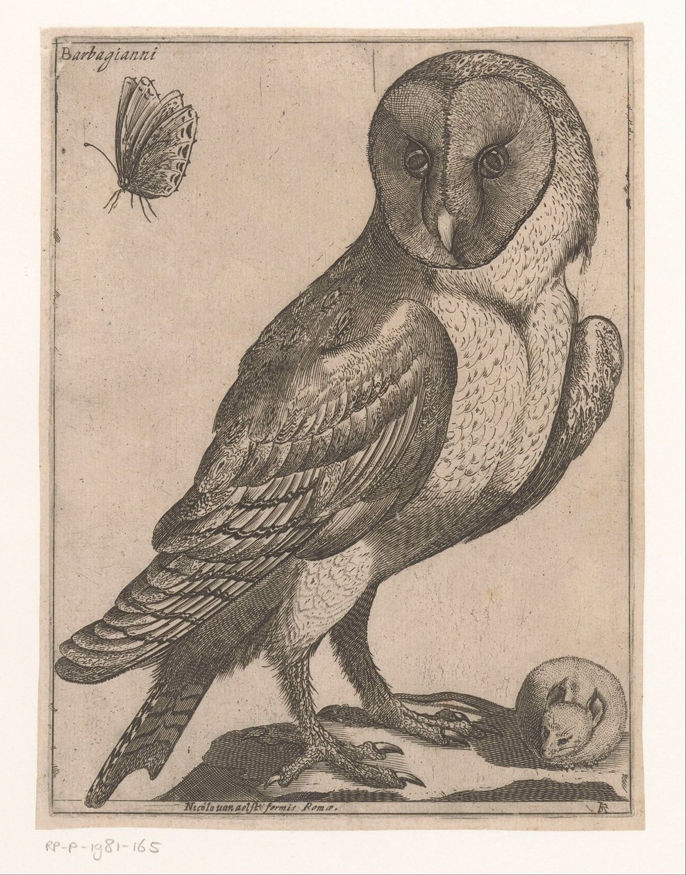 Barn Owl (series title: Nine Birds) by Jacques de Fornazeris