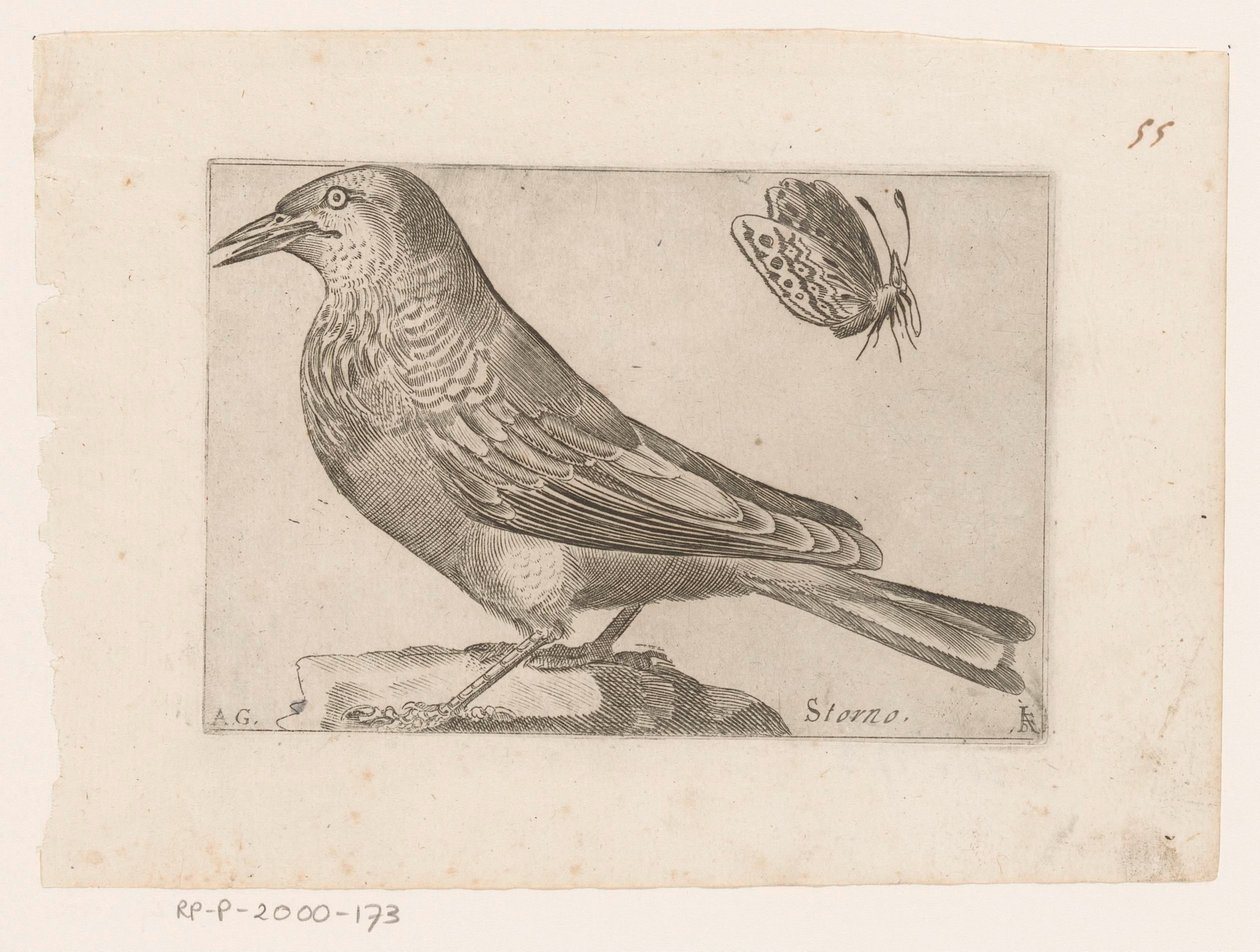 Starling (Sturnus vulgaris) by Jacques de Fornazeris