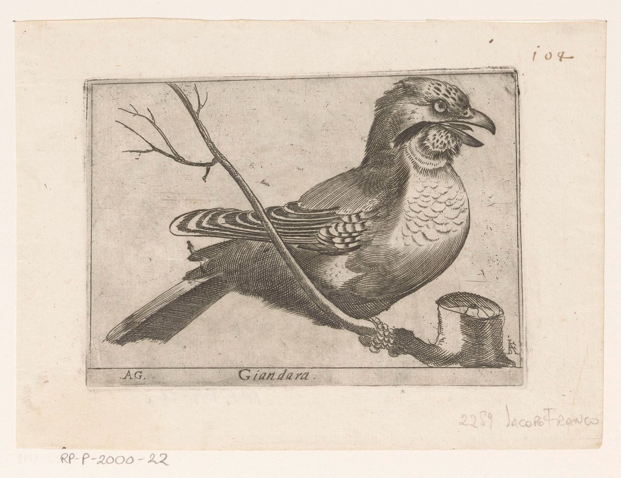 Eurasian Jay (Garrulus glandarius) by Jacques de Fornazeris