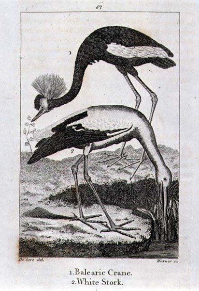 Balearic Crane and White Stork, from 