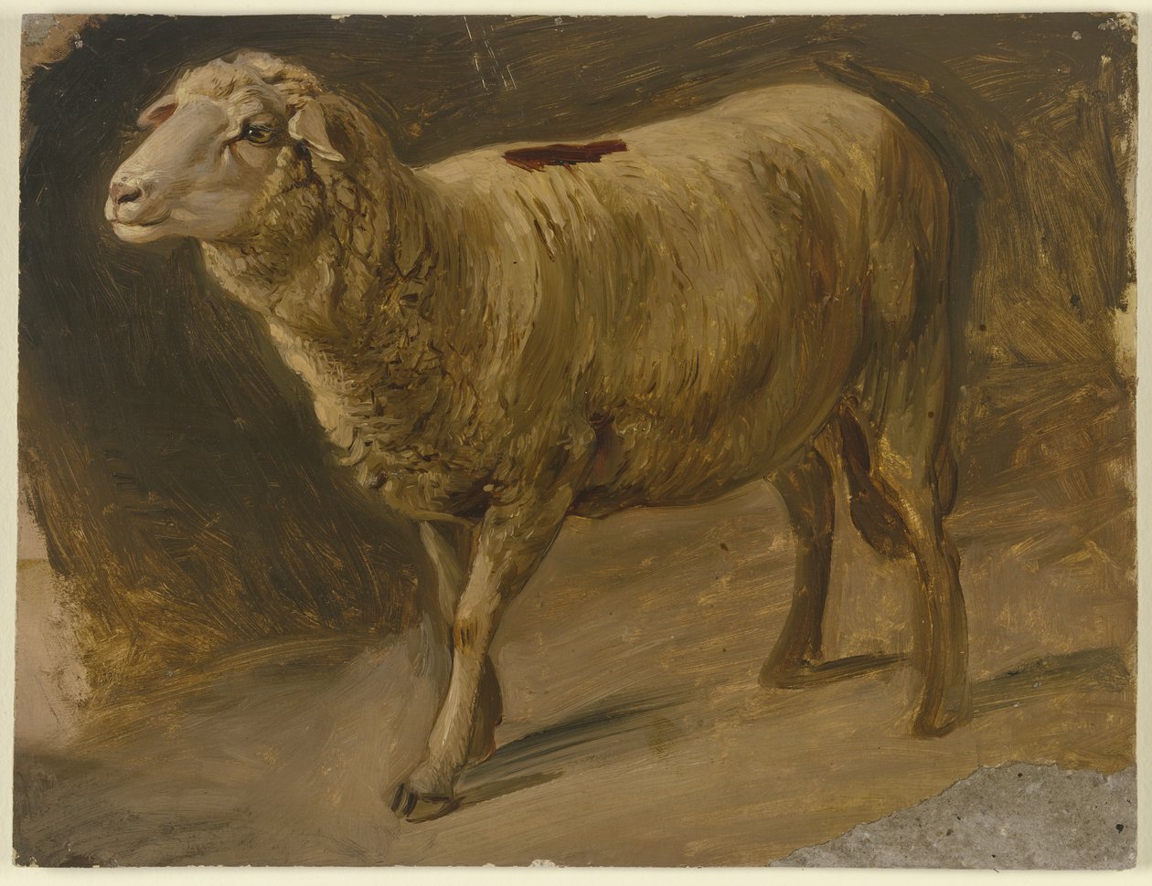 Sheep by Jakob Becker