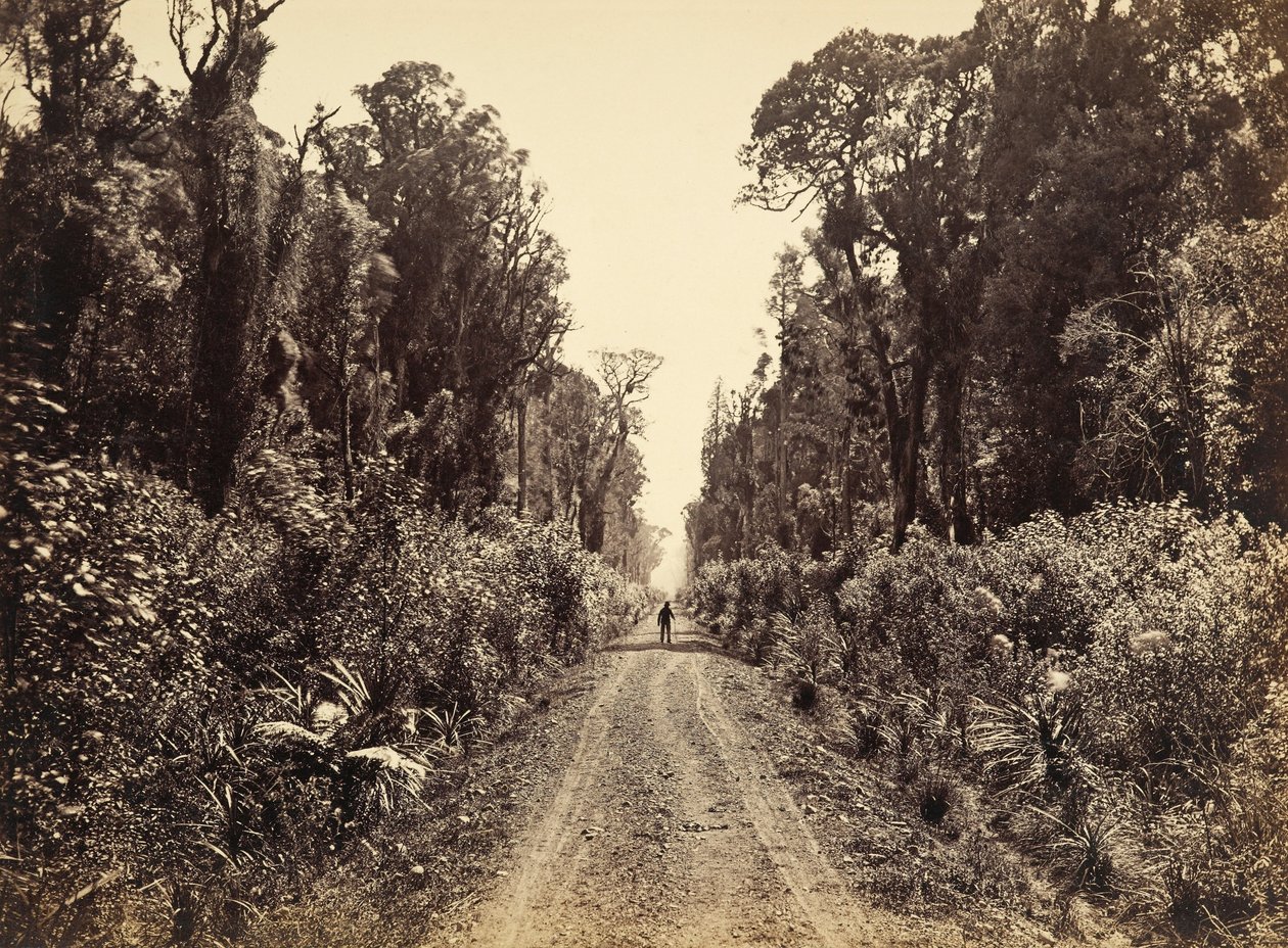 Five Mile Avenue, Forty Mile Bush by James Bragge