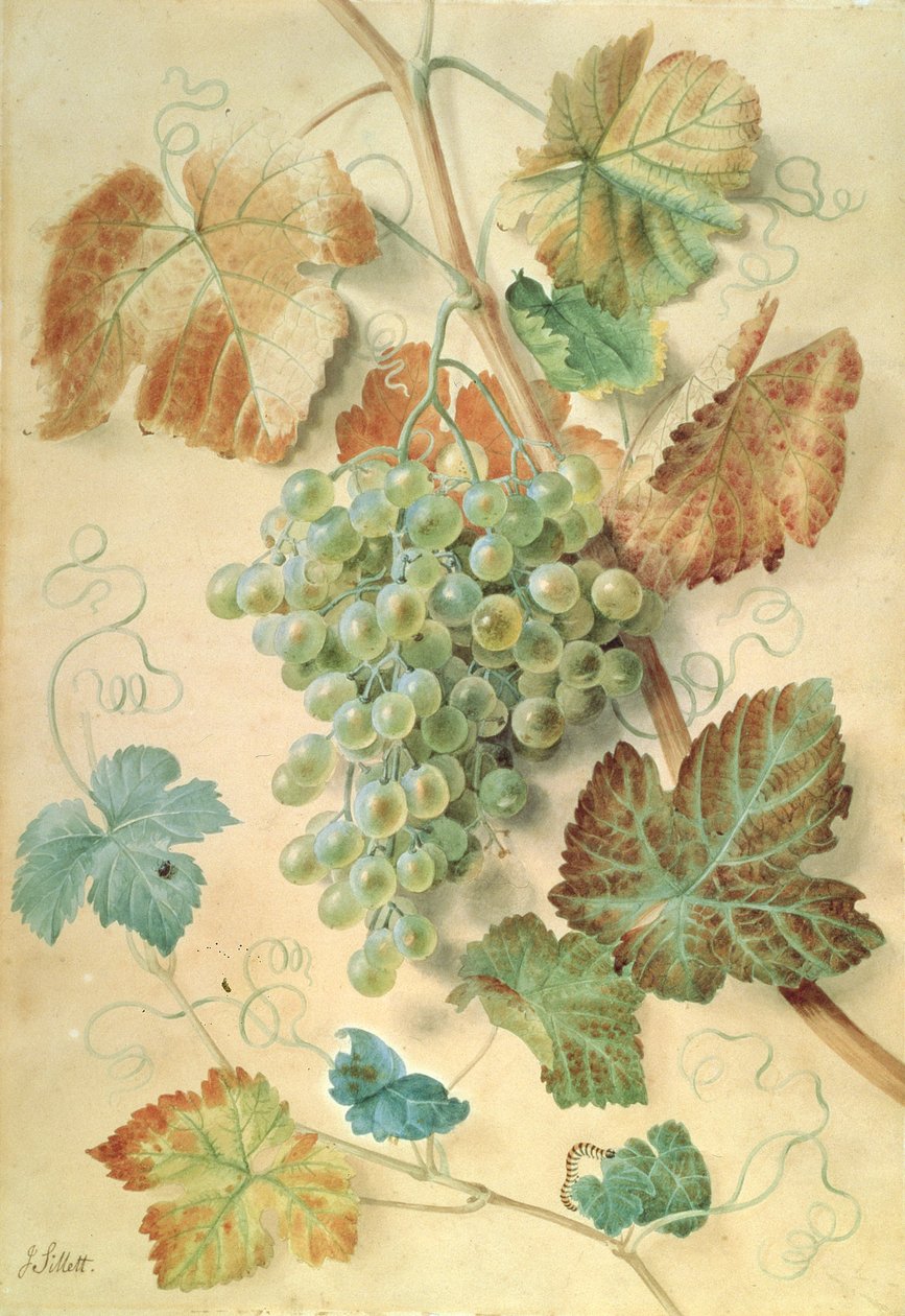 White Grapes by James Sillett